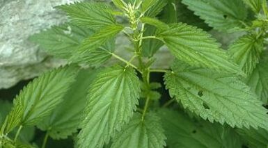 Herbal decoction for the treatment of varicose veins