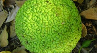 Recipes for infusions for the treatment of varicose veins