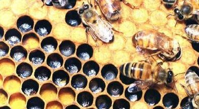 Treatment of varicose veins with bee products